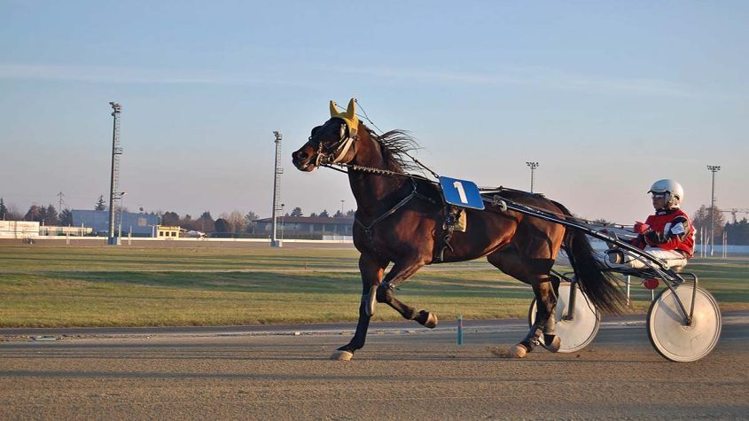Harness Horse Racing on Track